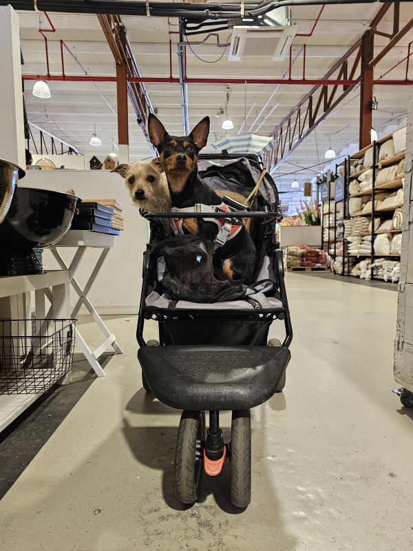 Hulst winkelen met honden in hondenbuggy