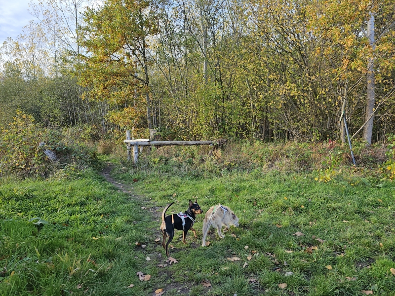 Humbeek boswandeling Gravenbos 6,1 km