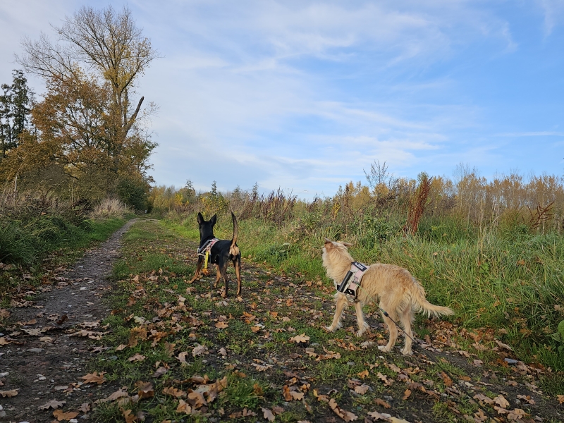Humbeek Grimbergen wandelen met hond in het Gravenbos