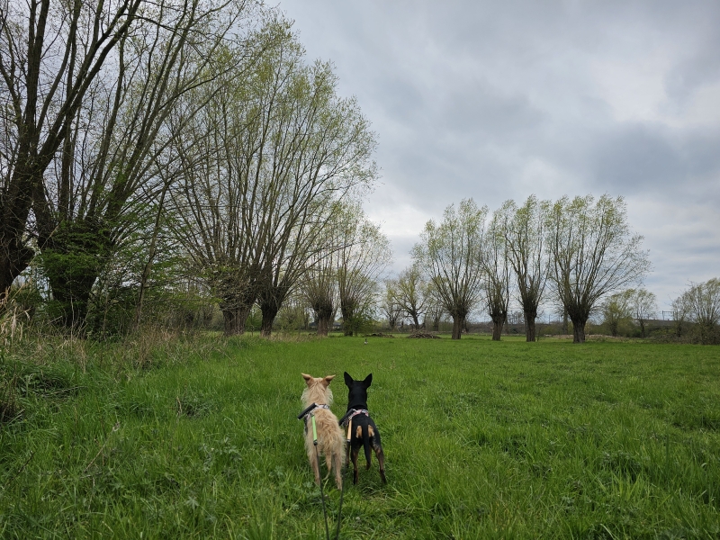 In en rond Zemst wandelingen