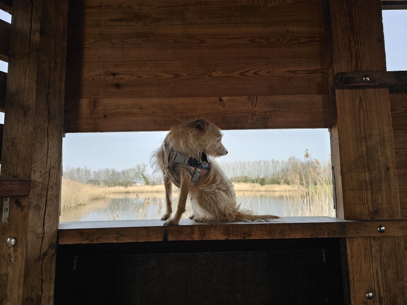 Jutse Plassen vogelkijkhut watervogels