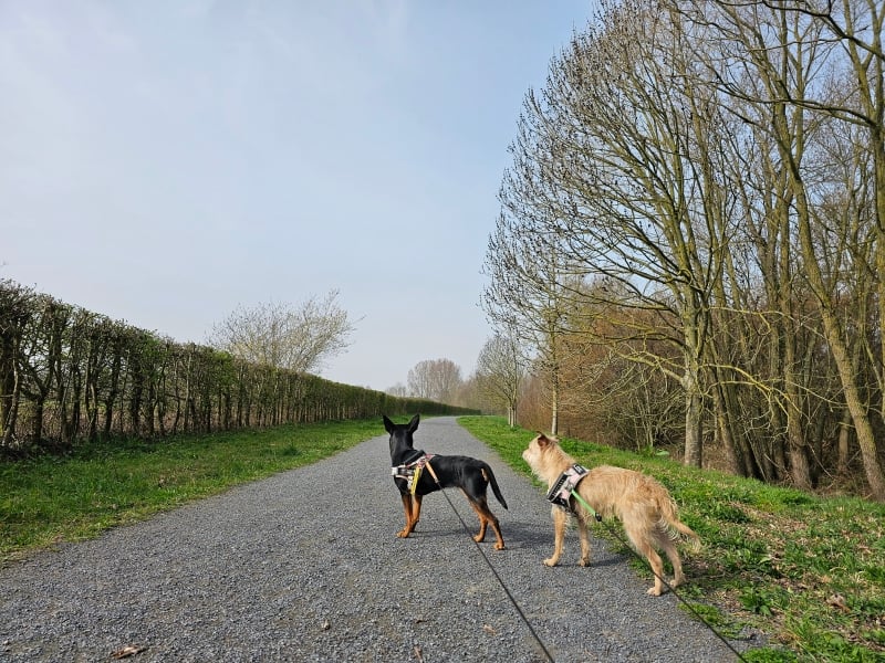 Jutse Plassen wandelroute Koningshooikt