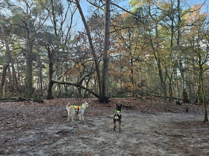 Kaatsheuvel Roestelberg Loonse en Drunense duinen wandelen en loslopen hond