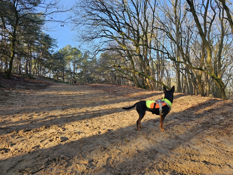 Kaatsheuvel wandelen met hond: Loonse duinen