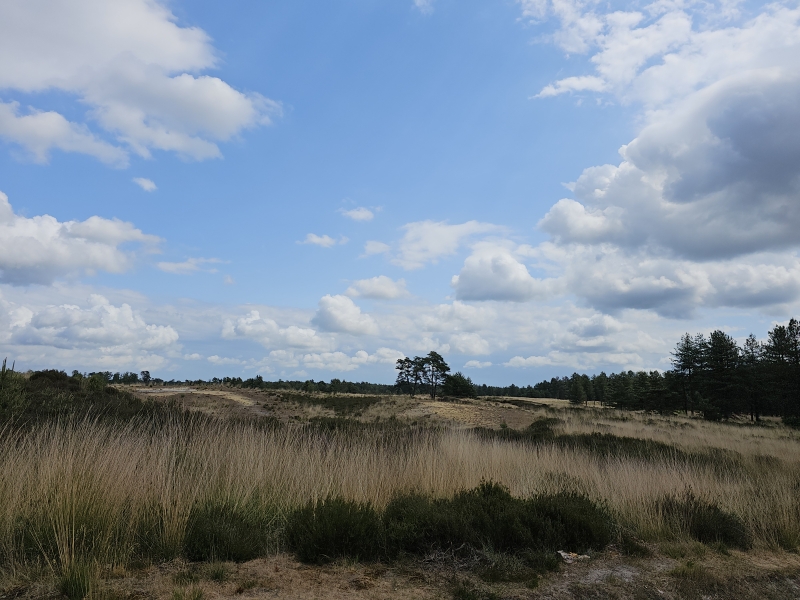 Kalmthoutse Heide en Ossendrechtse Duinen honden toegelaten op de mooiste wandeling