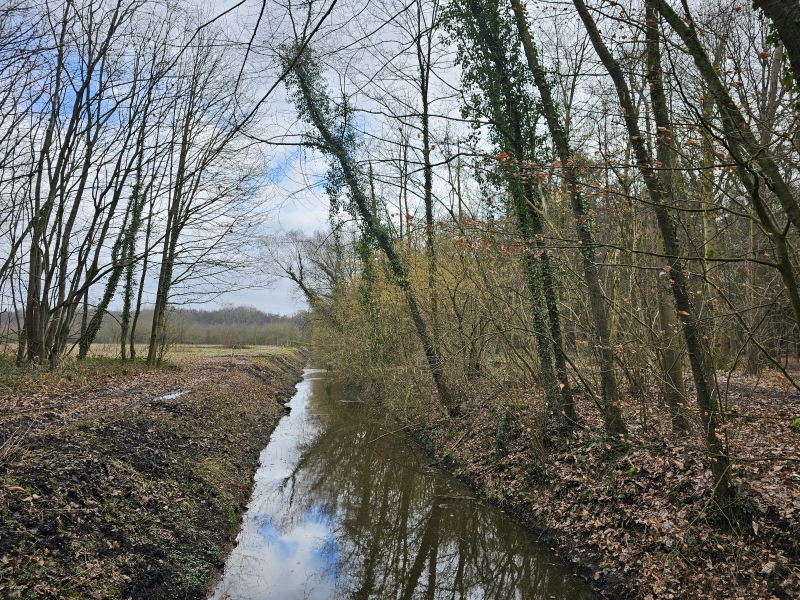 Kaprijke Lembeke Boswandeling met hond