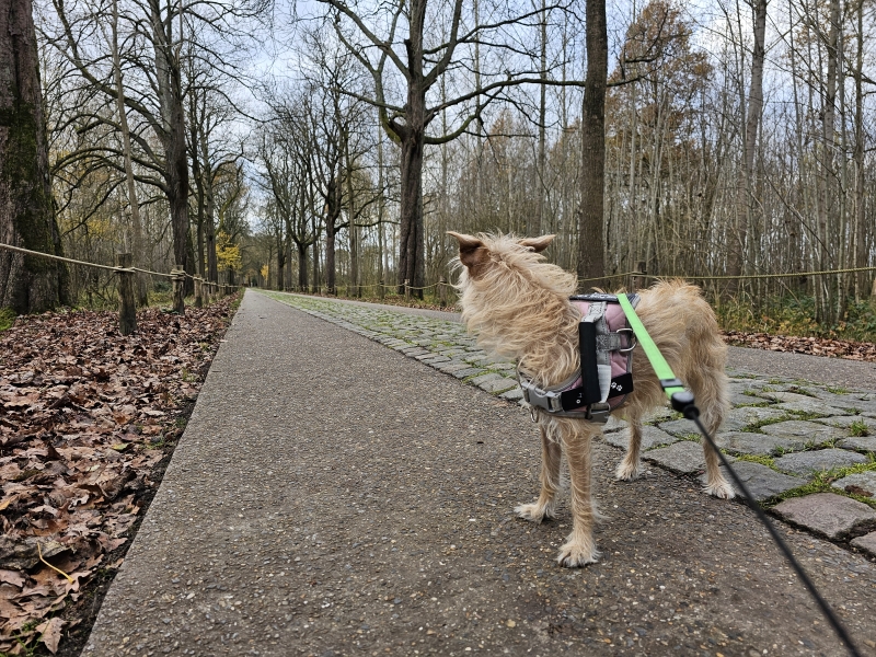 Kasteelstraat Bornem wandelen met hond richting het Graafschap