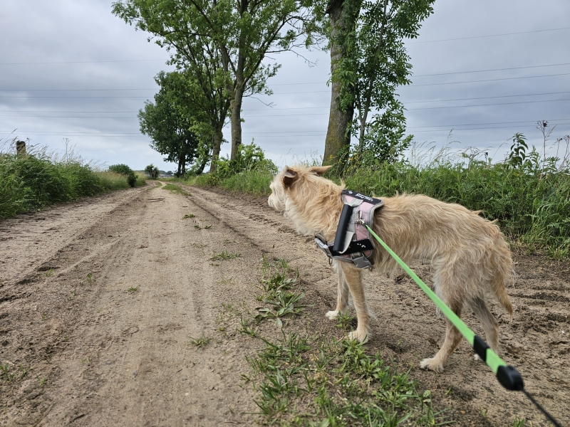 Kasterlee, Tielen wandelen Kasterlee, Tielen wandelen