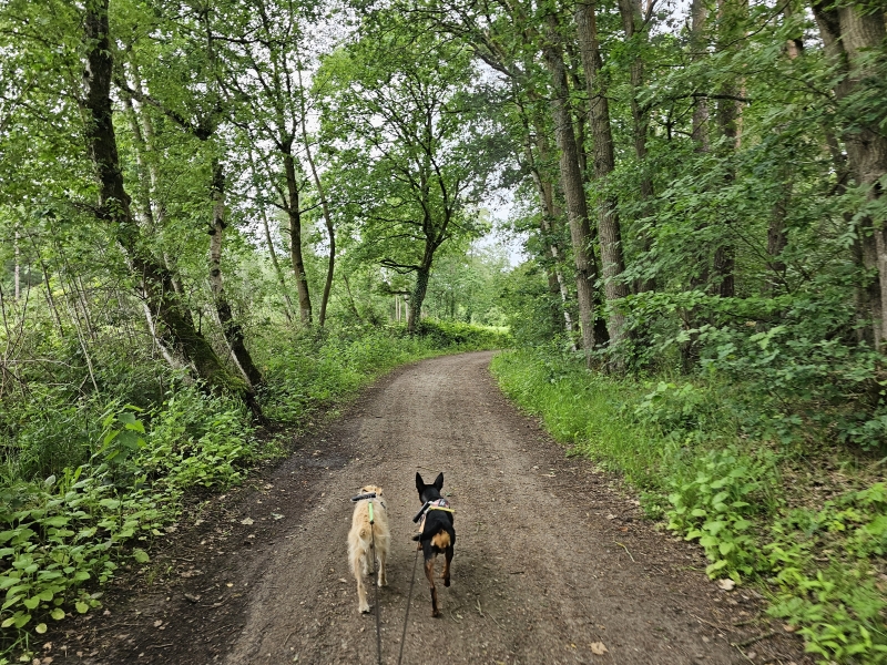 Kasterlee wandelen met hond Kasterlee wandelen met hond
