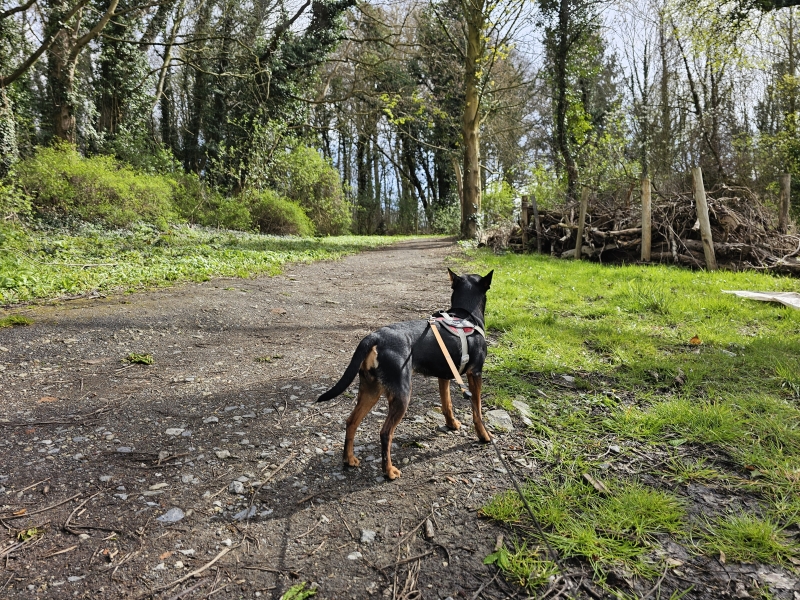 Kattebroek Thaborberg wandelroute Dilbeek