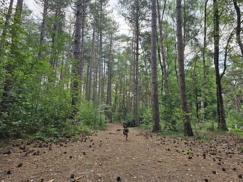 Kattenbos Lommel loslopen hond