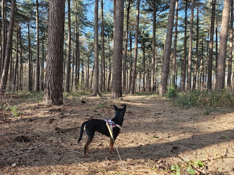 Keigatbos boswandeling met hond Keigatbos boswandeling met hond