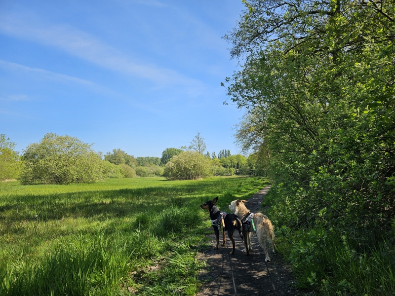 kessel wandelen met hond in de Steenbeemden Kleine Netevallei kessel wandelen met hond in de Steenbeemden Kleine Netevallei