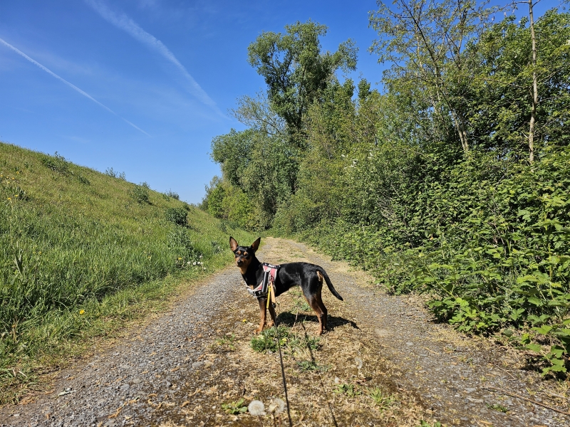 Kessel wandelen met hond langs de Kleine Nete Kessel wandelen met hond langs de Kleine Nete