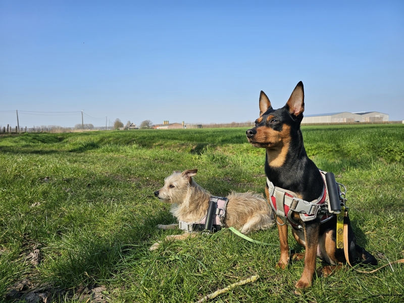 Kieldrechtse Kreek wandelroute met hond in Kieldrecht