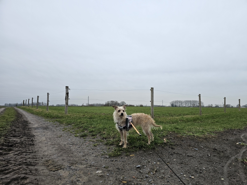 Klein-Brabant, Bornem wandelroute met hond
