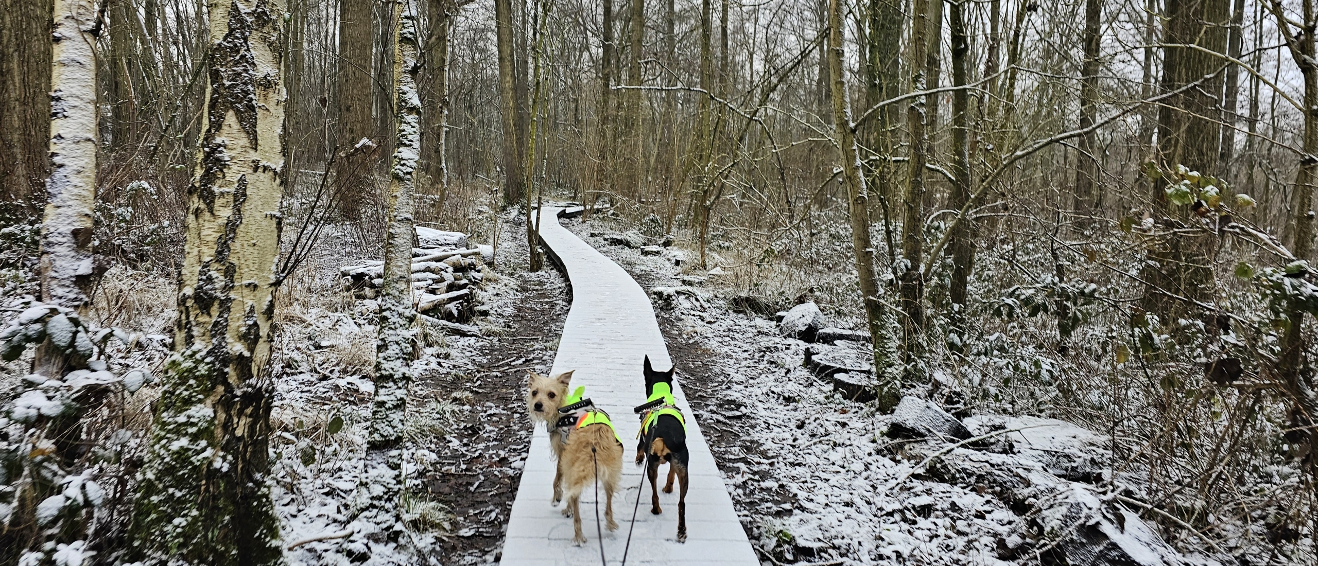 Kluizenbos groene wandelroute met hond in Affligem en Aalst over vlonderpaden