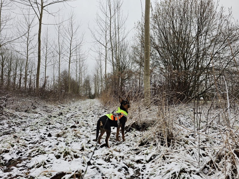Kluizenbos wandeling Affligem