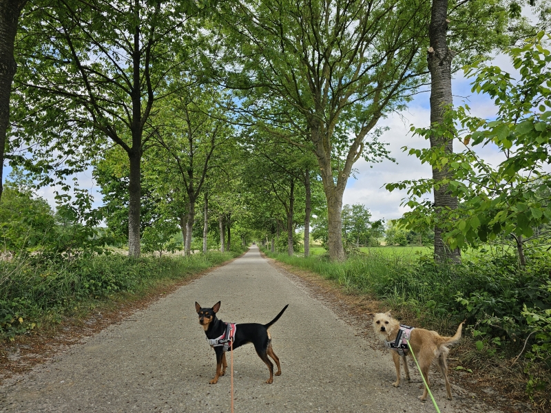 Koele boswandeling met hond in West-Vlaanderen