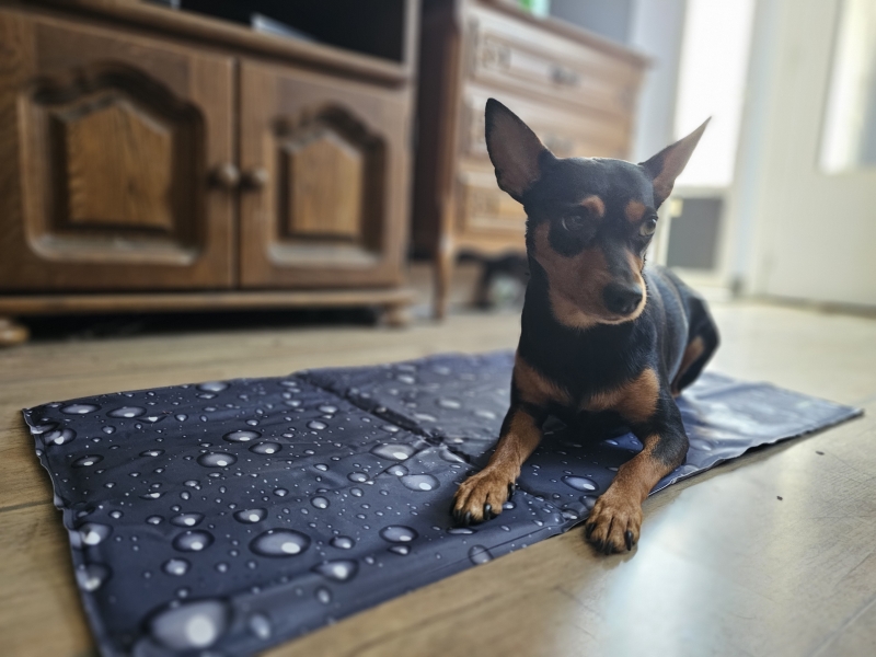 Koelmat voor hond voor warme zomerdagen