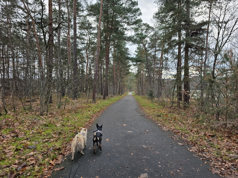 Koersel wandelen met hond Koersel wandelen met hond