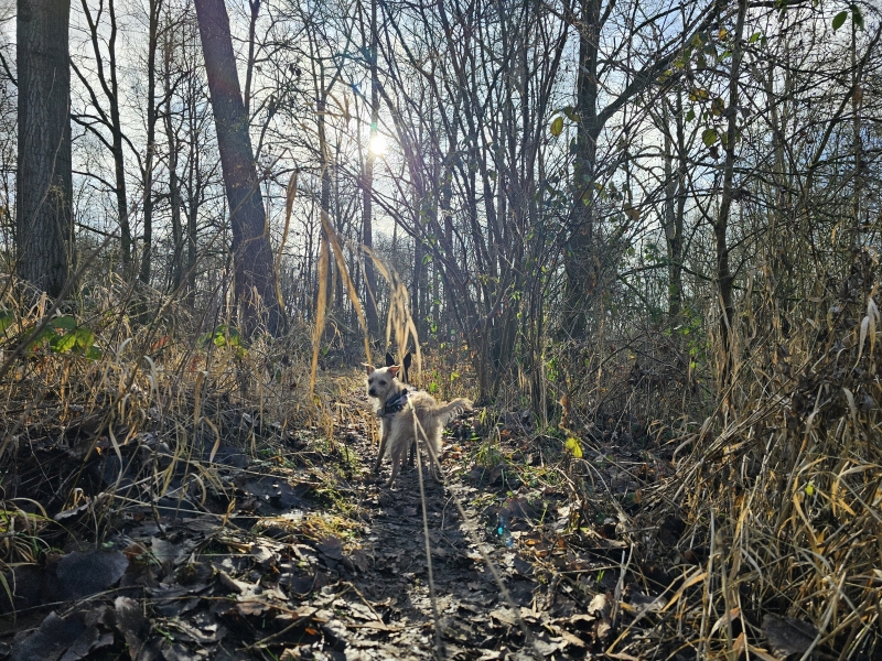 Kollinten Bos van Aa wandelroute 2,6 km met hond