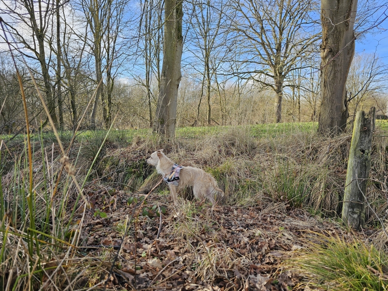 Kollinten wandelroute Zemst
