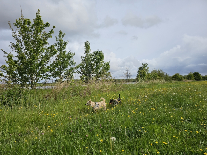 Kollum Kollumerpomp Kollumerwaard loslopen hond