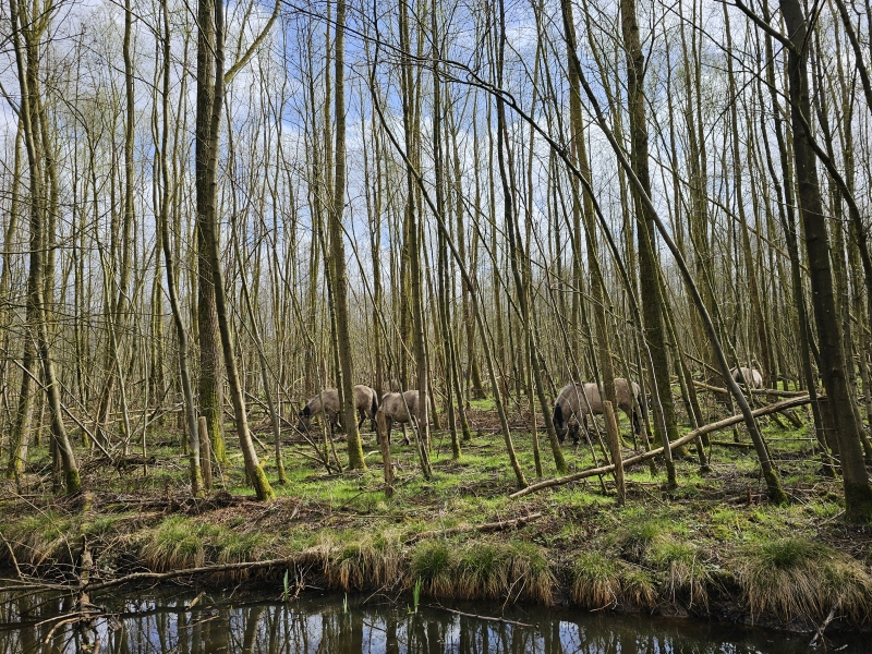 Konikpaarden in het Stropersbos