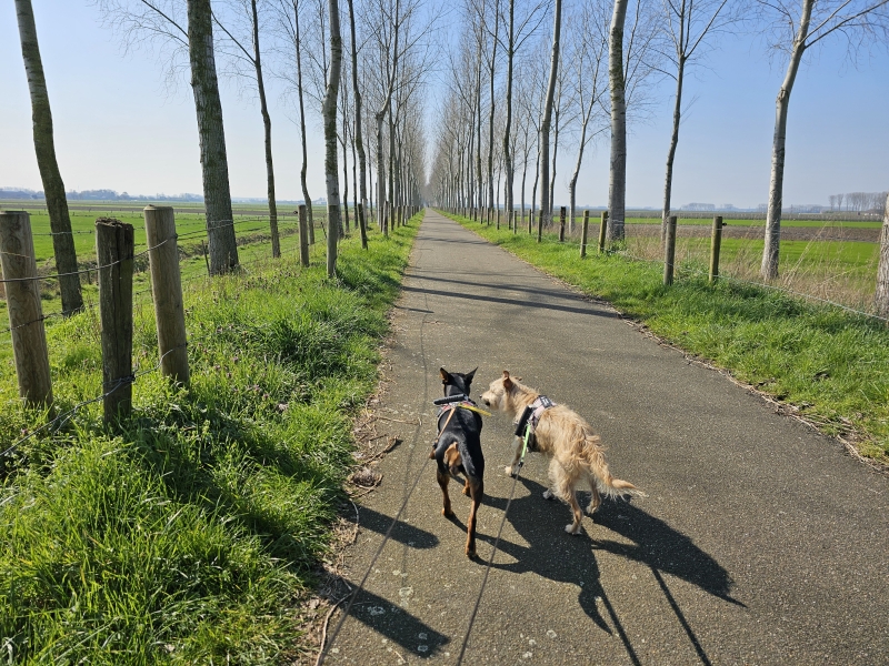 Koningsdijk in Kieldrecht wandeling