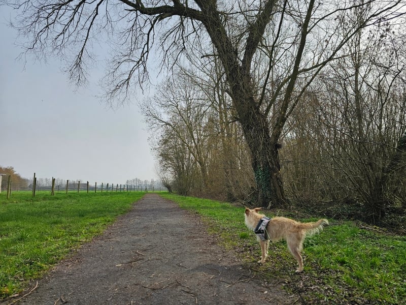 Koningshooikt wandelen met hond