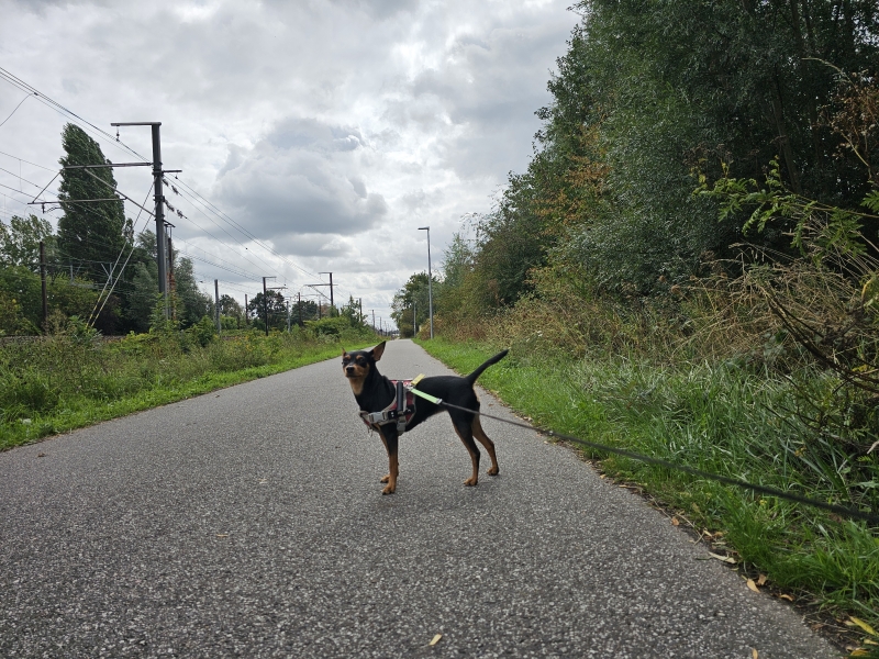 Kontich wandelroute Langbos en Babbelse plassen met hond Kontich wandelroute Langbos en Babbelse plassen met hond