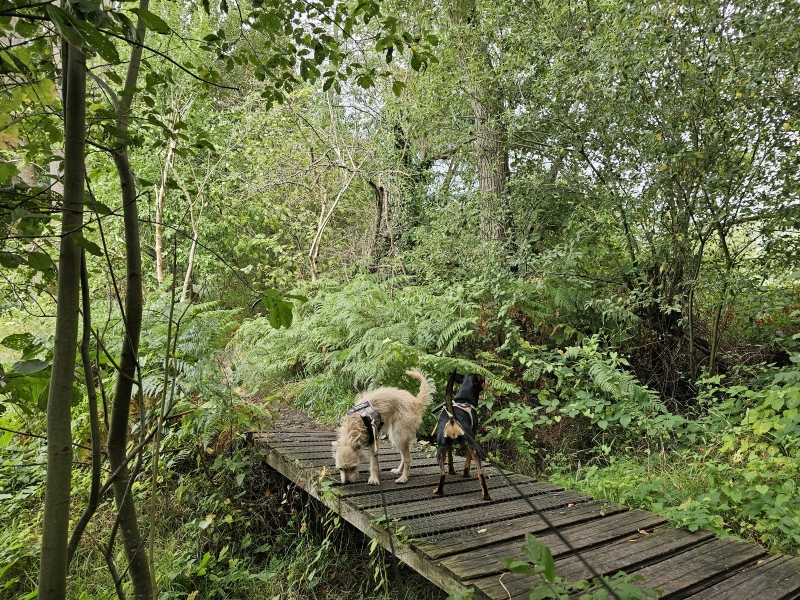 Kontich wandelroute Langbos met honden Kontich wandelroute Langbos met honden