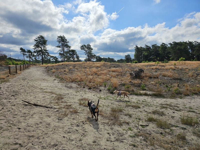 Kootwijk Barneveld wandelen met hond