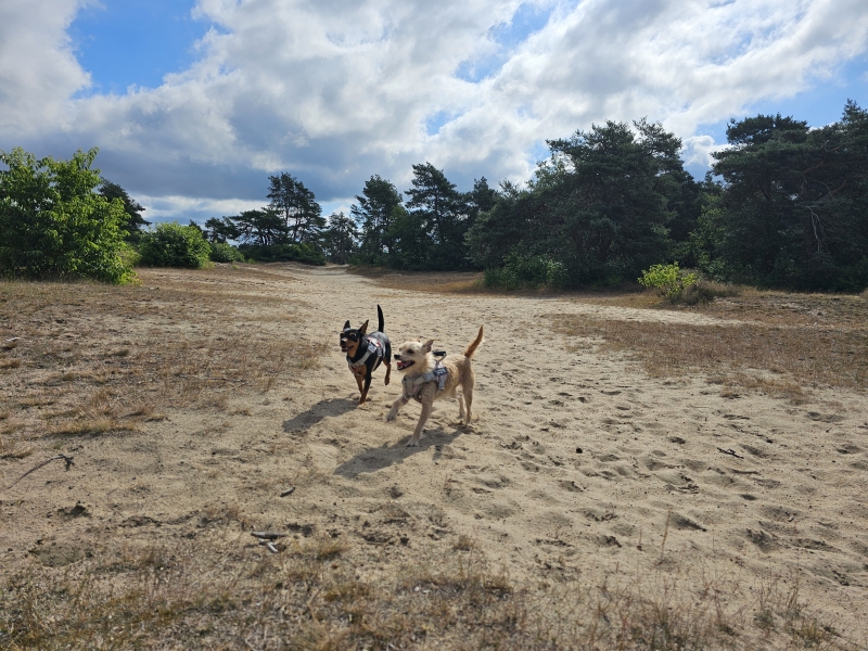 Kootwijkerduin honden los wandeling