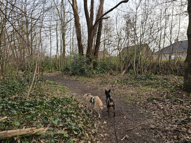 Korte Boswandeling met hond door Bos N in Boom, Antwerpen Korte Boswandeling met hond door Bos N in Boom, Antwerpen