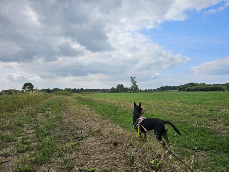 Korte natuurwandeling met hond in Geel, Antwerpen Korte natuurwandeling met hond in Geel, Antwerpen