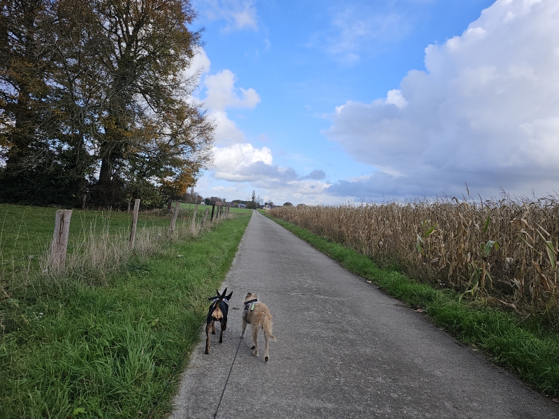 Korte wandeling in de natuur met hond Korte wandeling in de natuur met hond