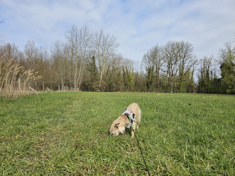 Kortenberg Meerbeek wandelroutes met hond