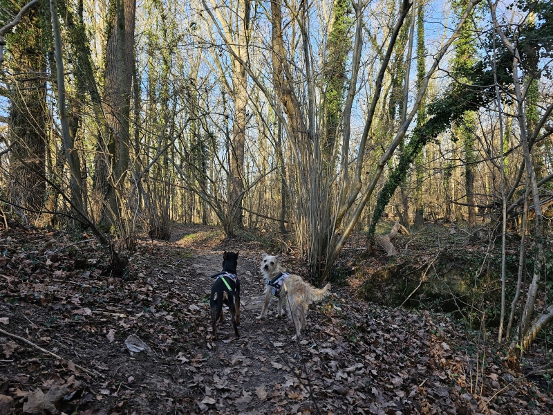 Koudenbergbeekvallei Roofridderswandeling Affligem met hond