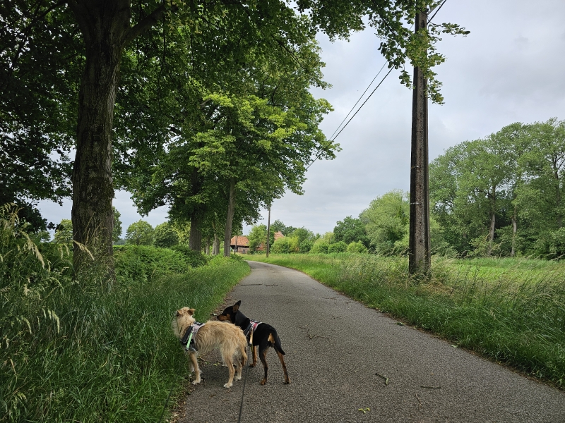 Landelijke wandelroute in Tielen Landelijke wandelroute in Tielen