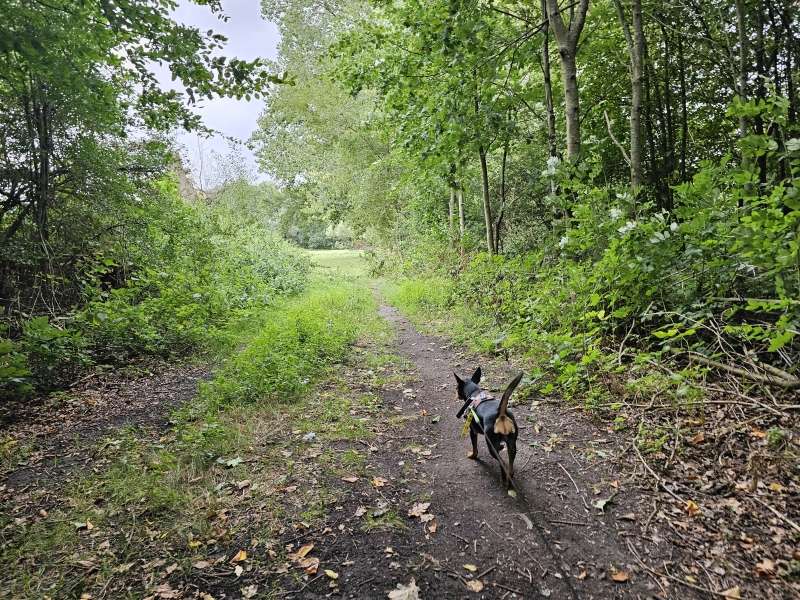 Langbos Kontich wandelen met hond Langbos Kontich wandelen met hond