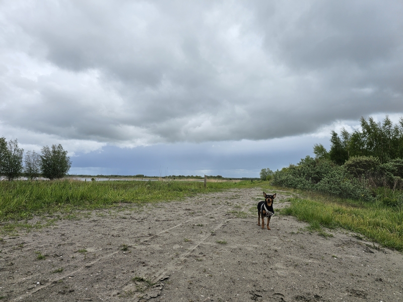 Lauwersoog losloopgebied Ballastplaatbos Lauwersoog losloopgebied Ballastplaatbos