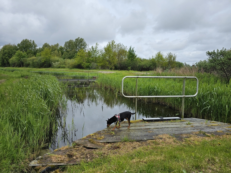 Lauwersoog wandelen met hond los wandelroute Lauwersoog wandelen met hond los wandelroute