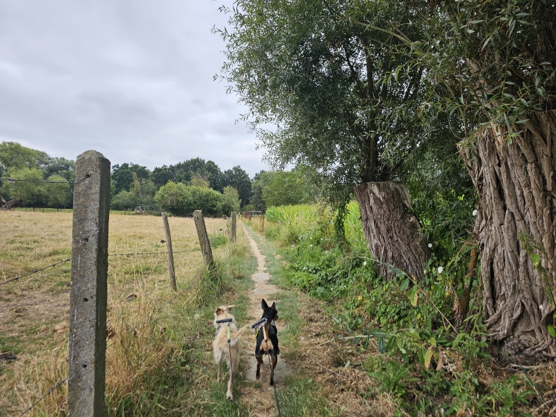 Lebbeke trage wegen wandeling door de natuur 10 km met hond