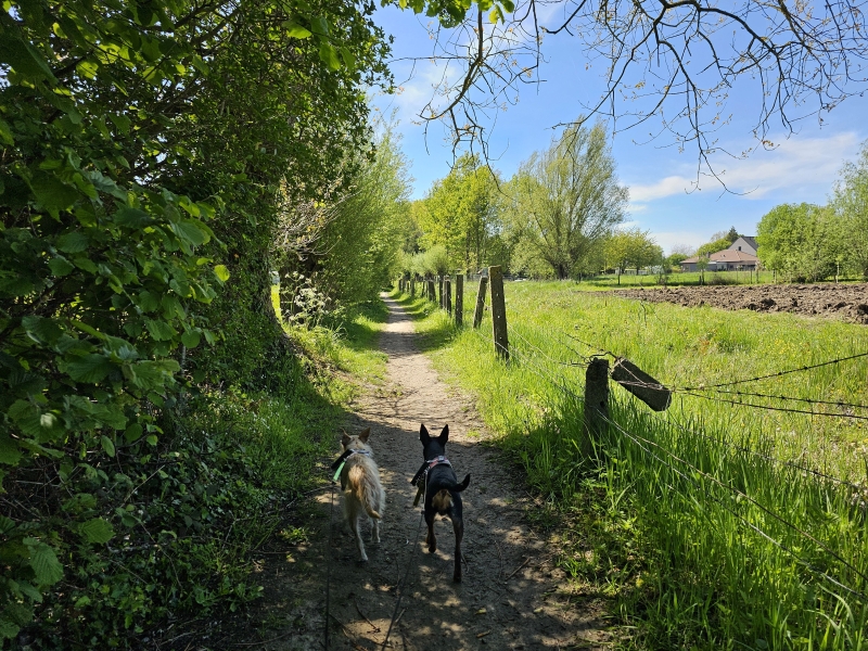 Lede Geelstervallei wandelroute
