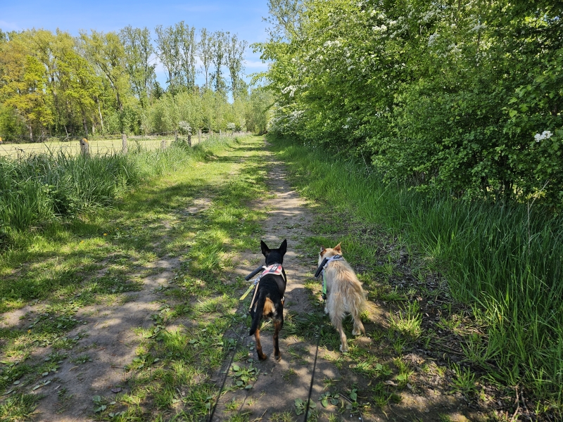 Lede wandeling door de Geelstervallei met honden