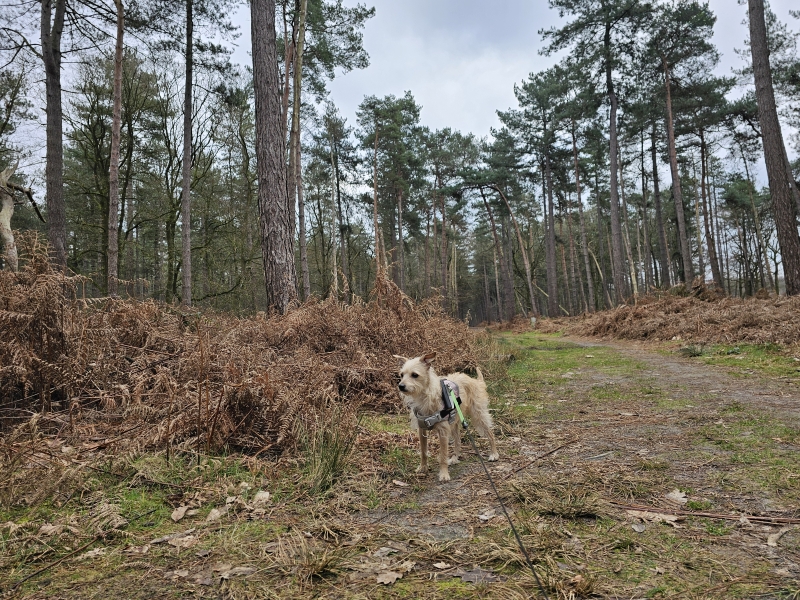 Lembeke boswandeling Lembeekse bossen