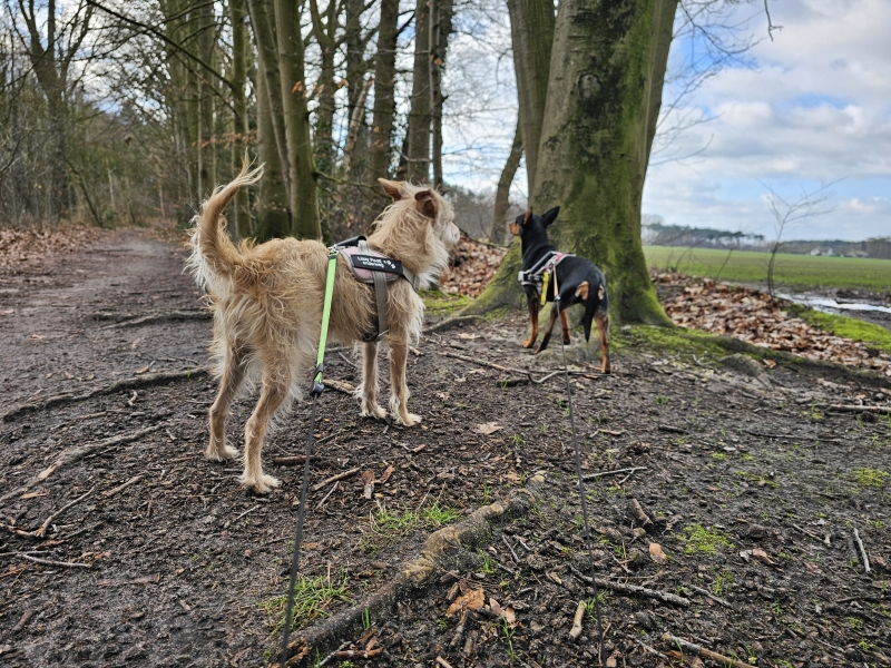 Lembeke wandelen met hond