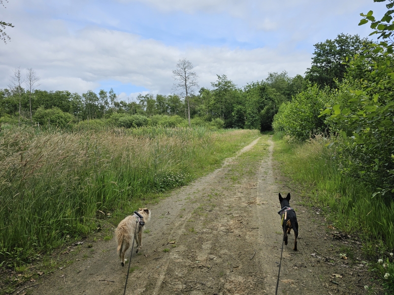 Lichtaart wandelen met hond Lichtaart wandelen met hond